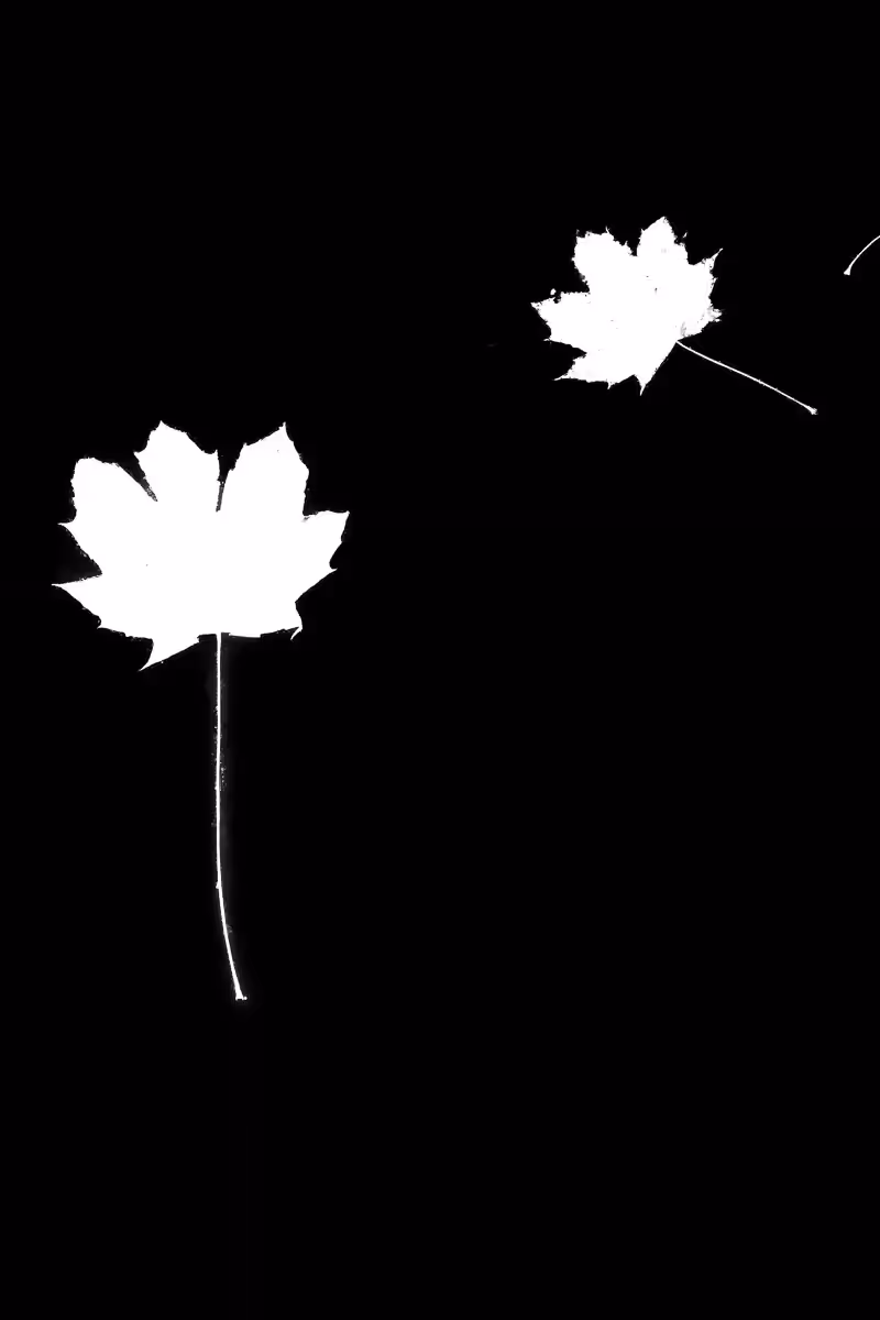 white leaves silhouettes against black background
