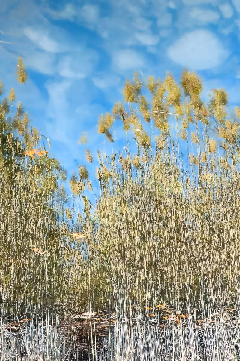 reflection of common reeds and blue sky with white puffy clouds