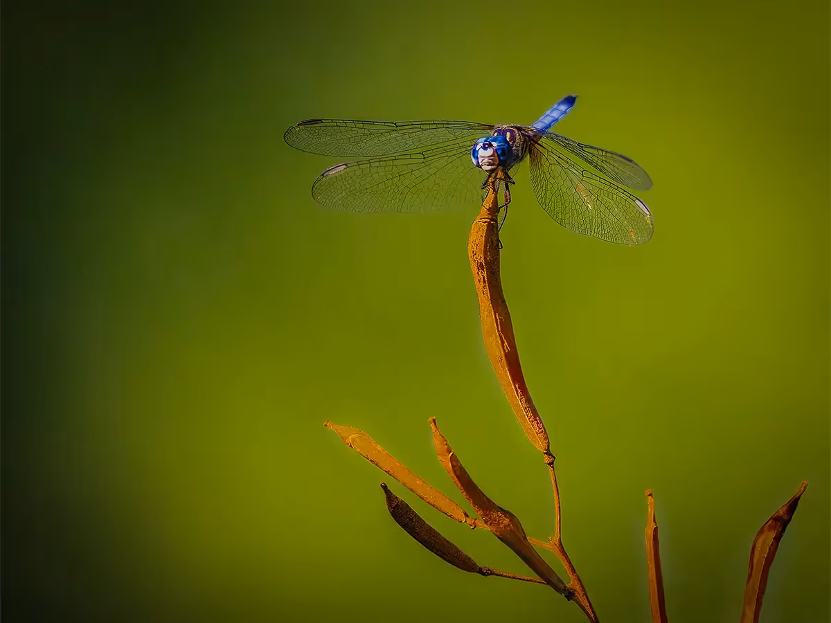 Horsefly  onto the tip of a plant