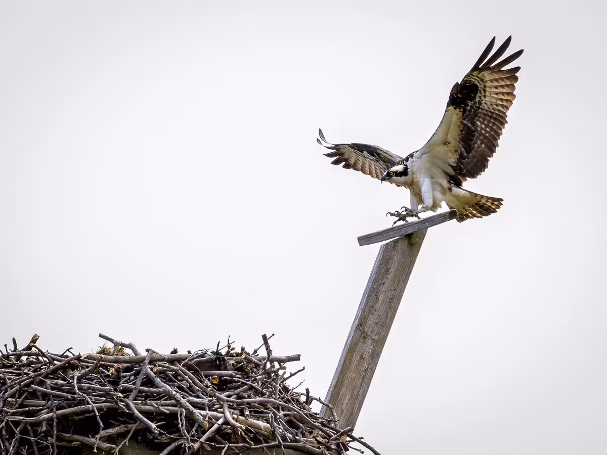 Osprey coming in for a landing to its nest