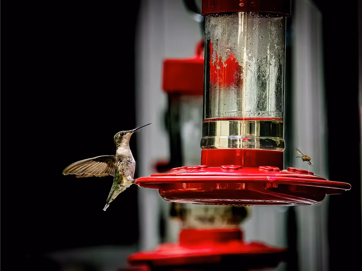 Hummingbird and a bee sharing food on a bright red feeder