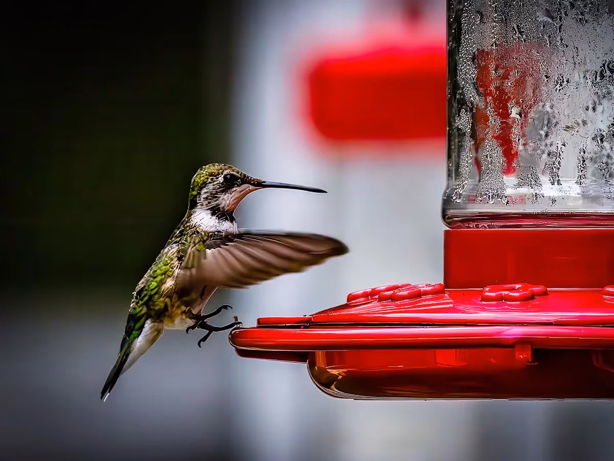 Hummingbird about to land on a bright red feeder
