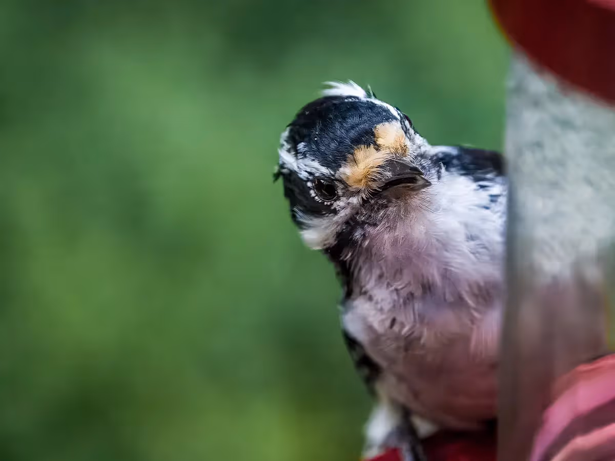 Woodpecker peeking around the feeder it is standing on