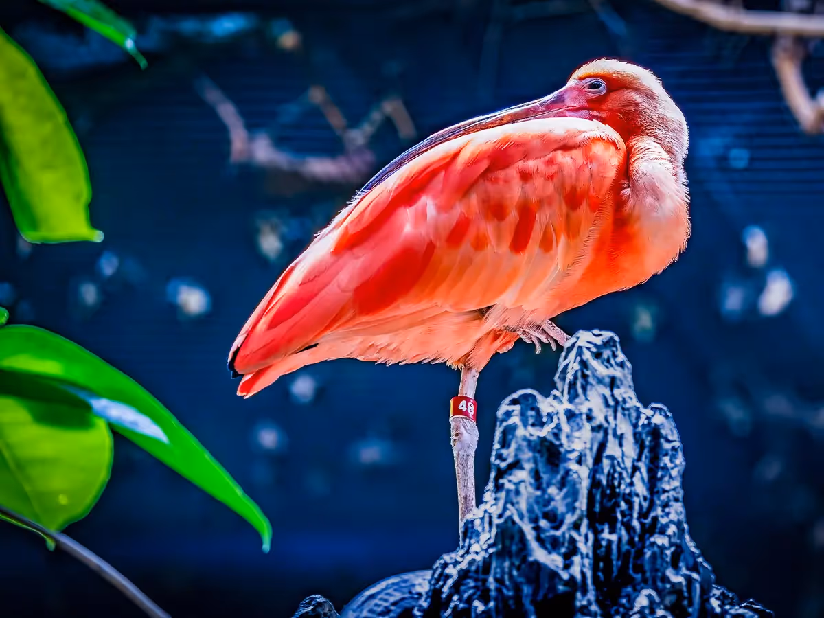 Pink Flamingo resting on one leg