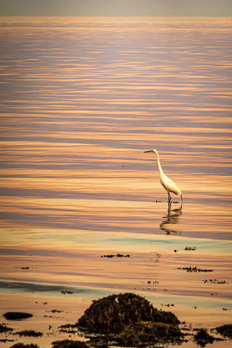 Egret on the water at sunset
