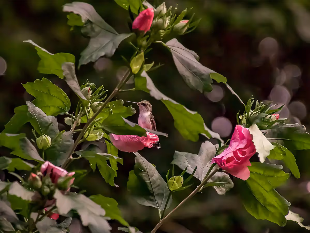 Hummingbird on a Rose of Sharon bush