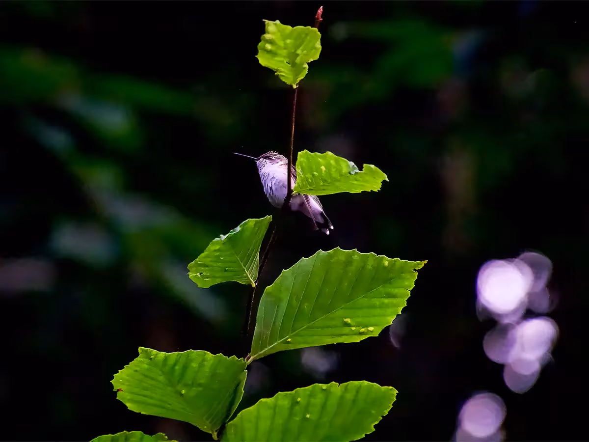 Hummingbird sitting on a branch in a tree