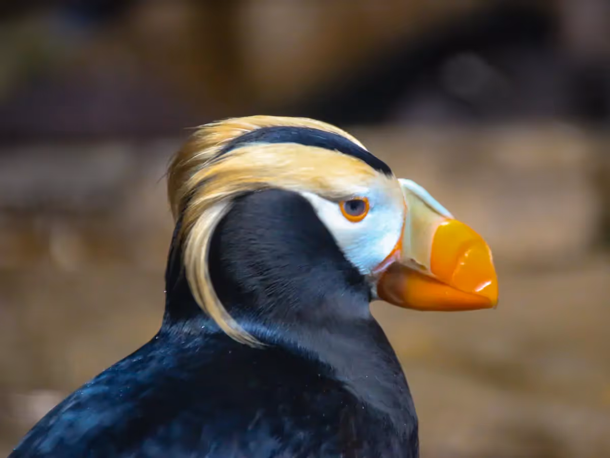 Close up of a Puffin in Iceland