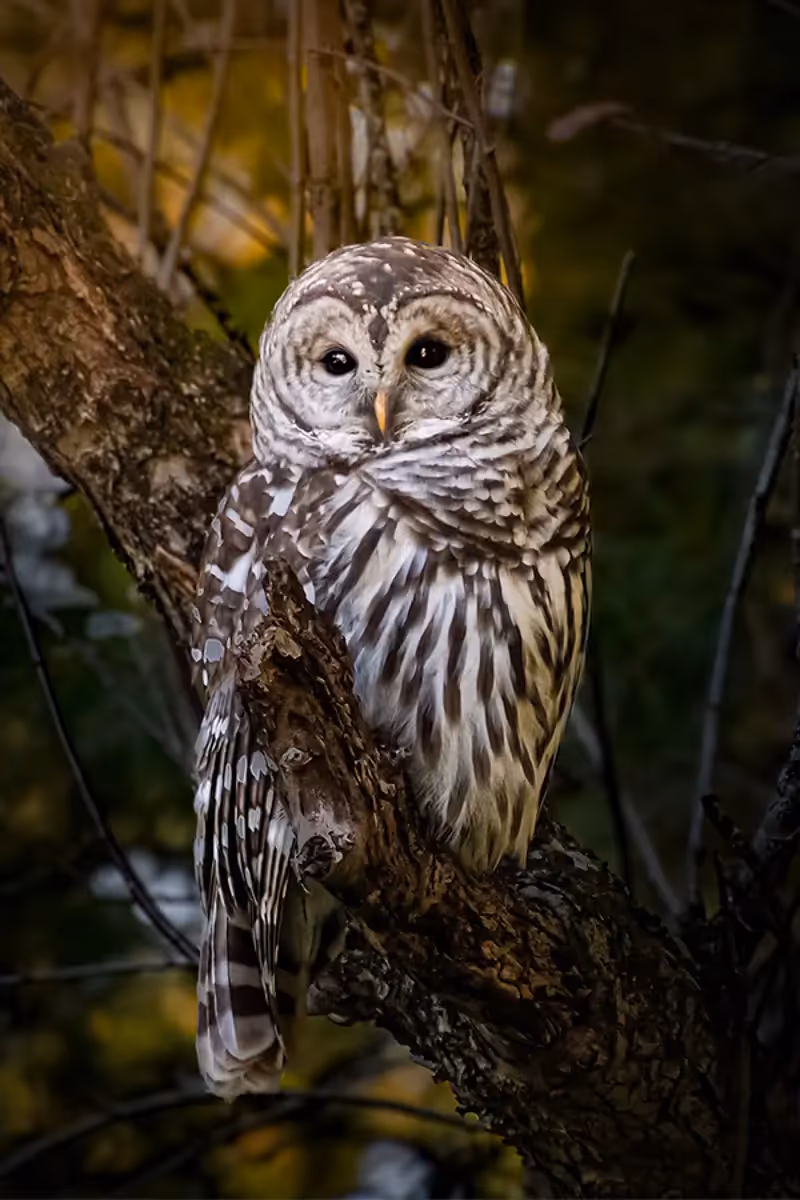 Barred Owl  perched majestically in a tree