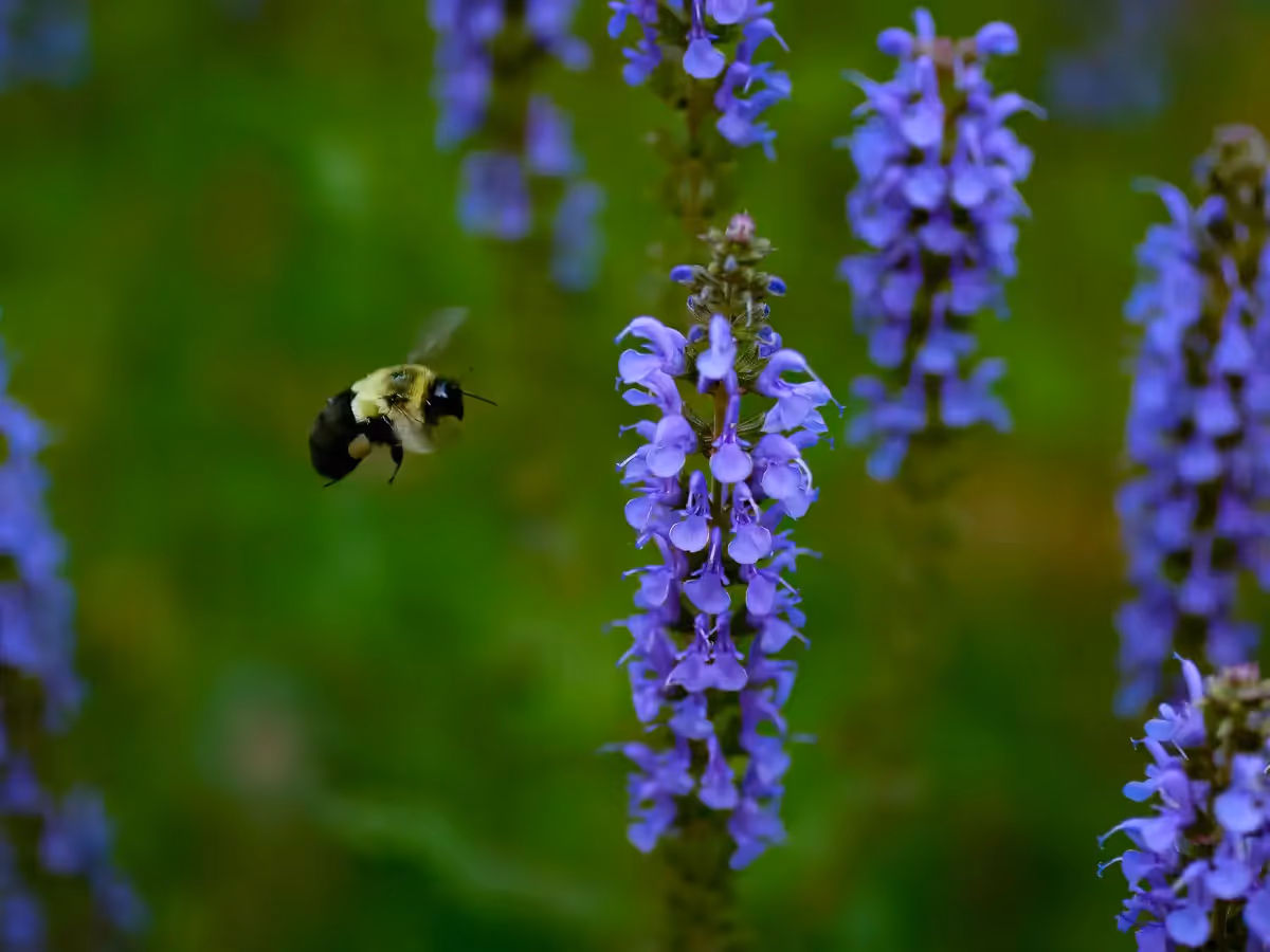 Bee coming in for a landing on lavender flower