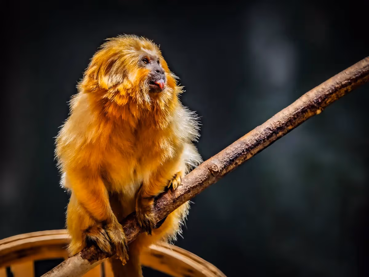 Golden Lion Tamarin sitting on a branch sticking its tongue out