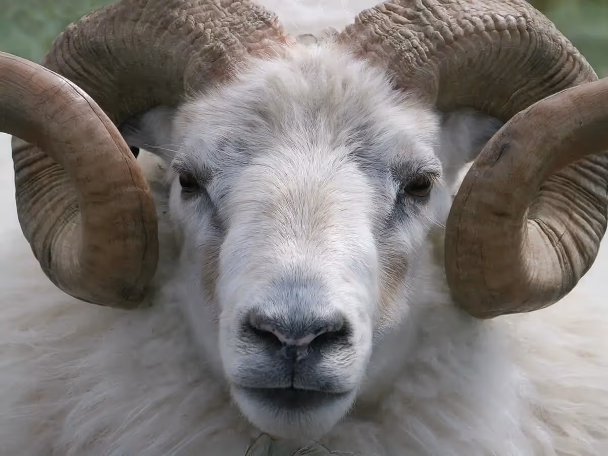 Zoomed in on the face and horns of a Long Horned Sheep in Iceland