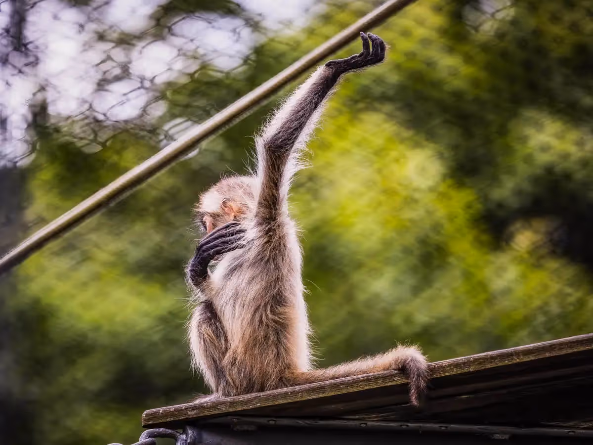 Spider Monkey scratching an armpit itch with its arm stretched way above its head