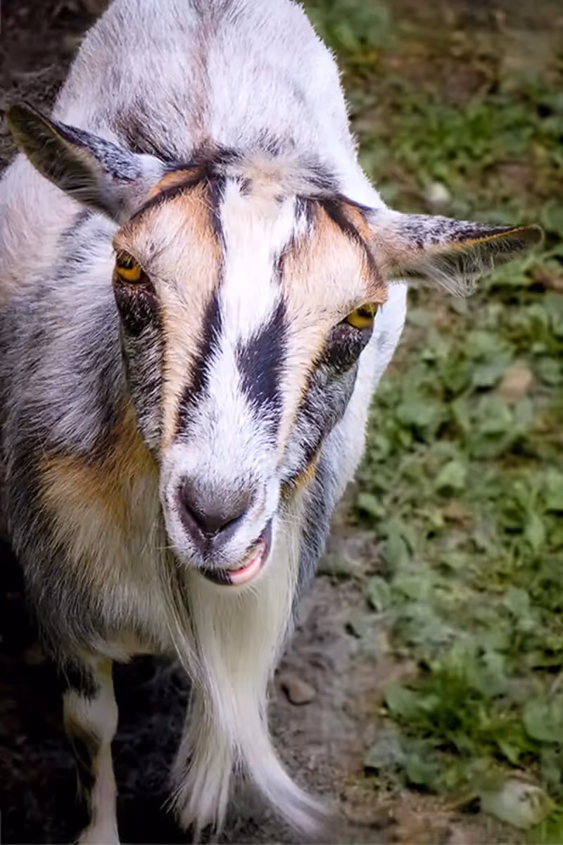 Goat with a long beard looking up at you