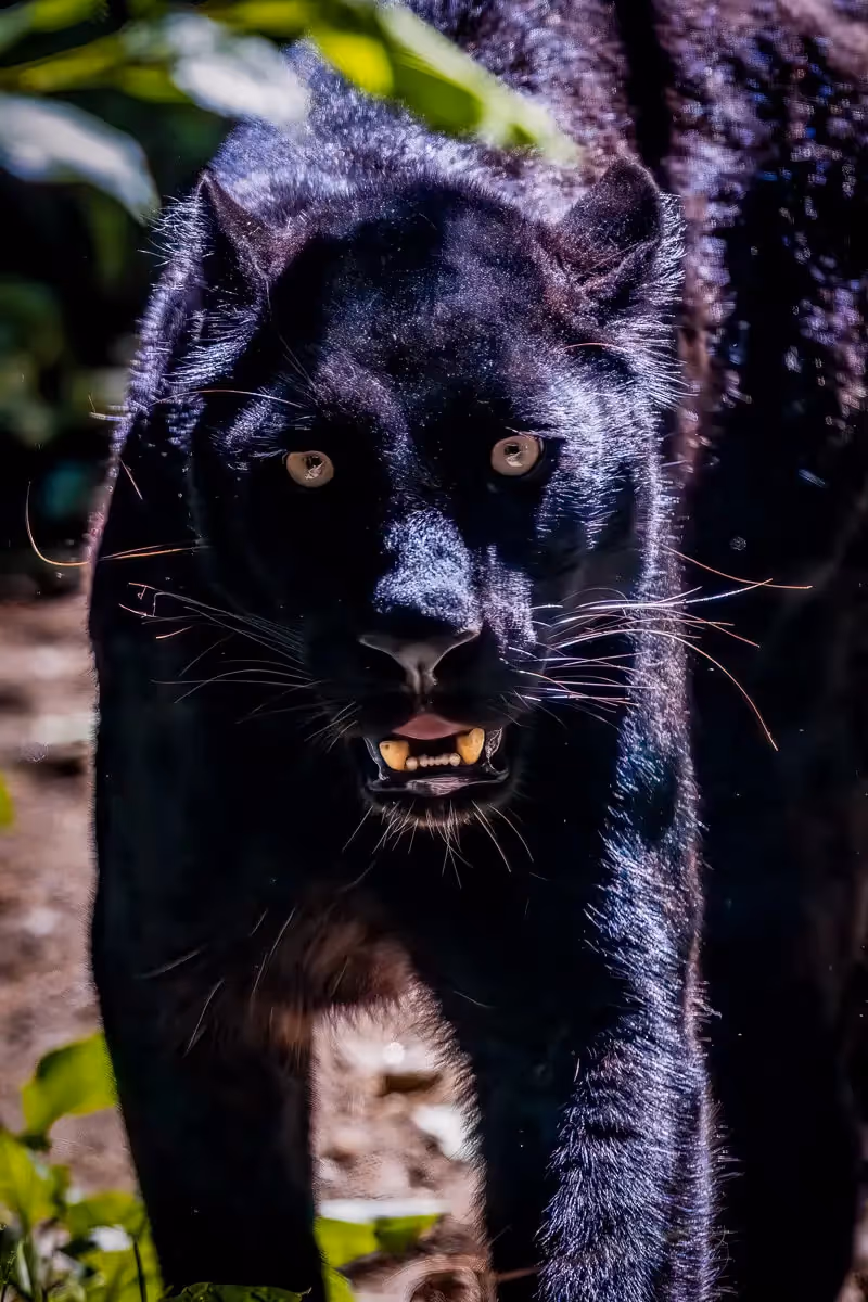 Black Panther in close proximity walking directly toward me, at the zoo