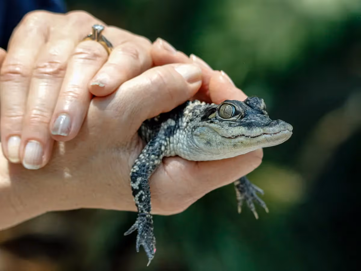 Zoo worker holding a baby Caiman for all to see