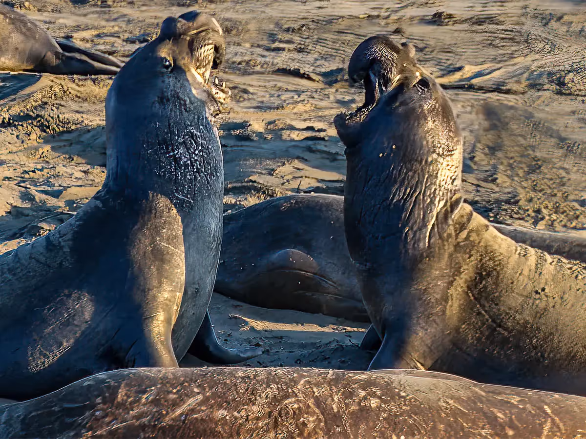 Two Elephant Seals laughing with each other on the beach
