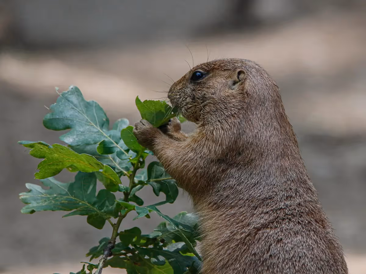 Prairie Dog chewing on a branch of leaves