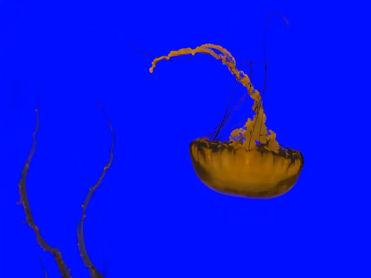 Single bright yellow jellyfish, floating upside down