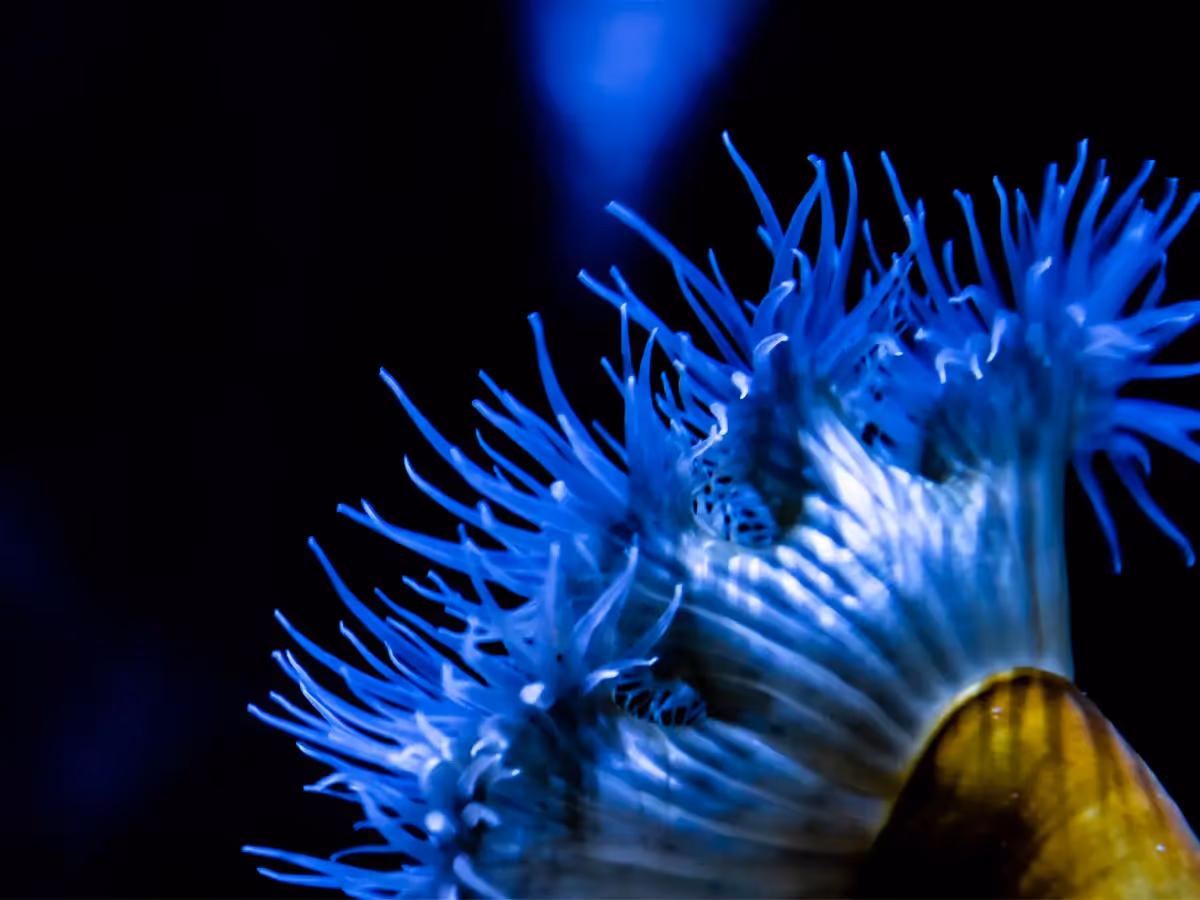 Close up of a beautiful blue sea anemone pointing up toward the sky