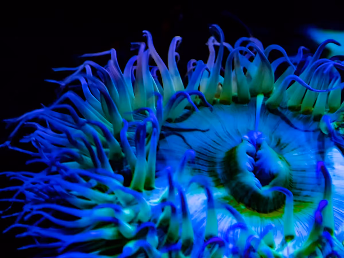 Close up of a blue and green sea anemone from above