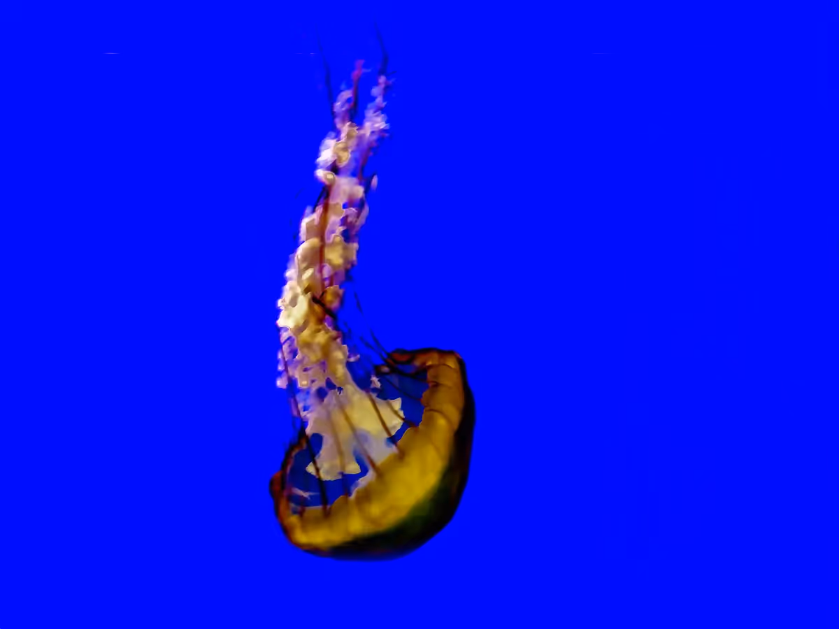 Single Bright yellow jellyfish floating upside down