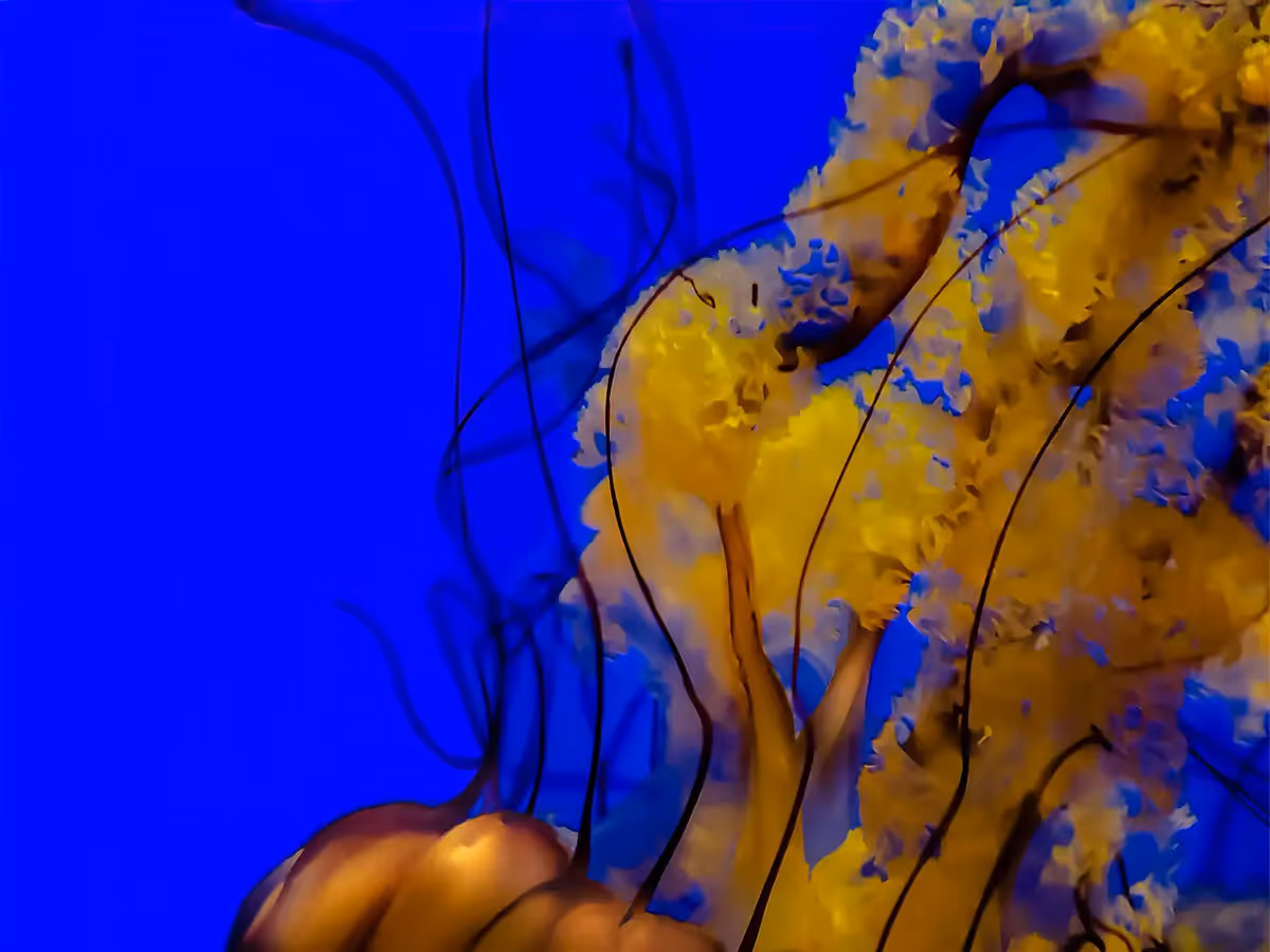 Group of bright yellow jellyfish, upside down in a tangle