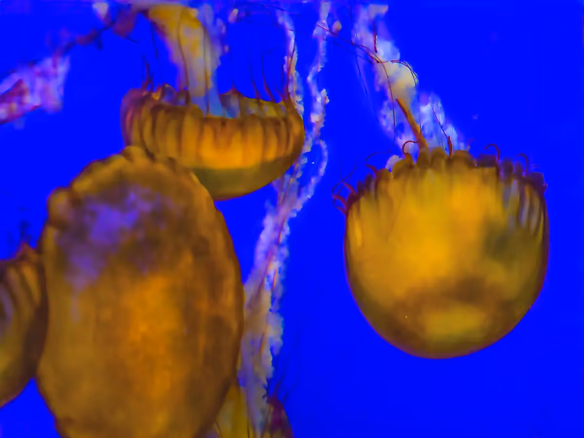 Group of bright yellow jellyfish floating at different angles