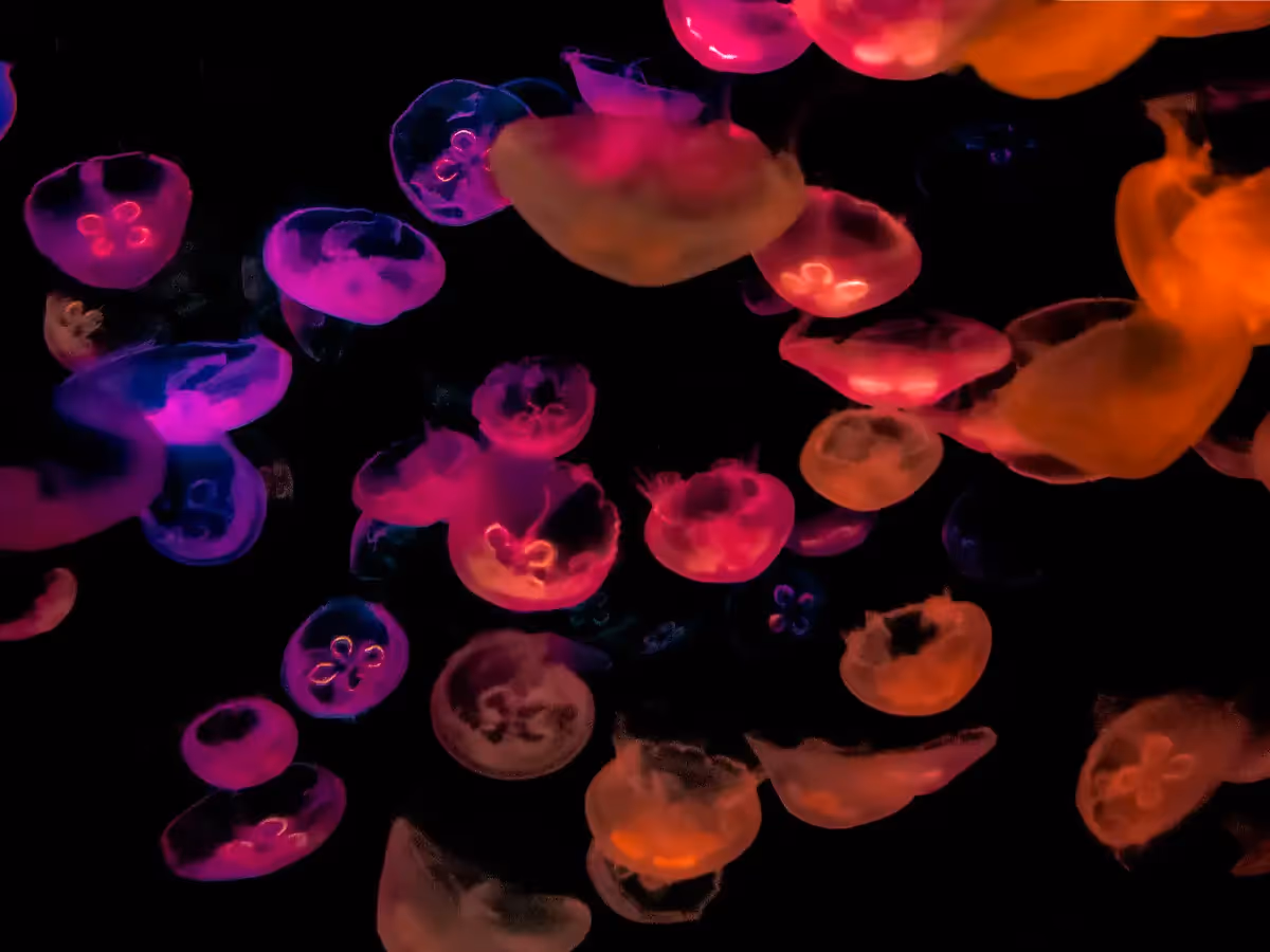 Large group of clear jellyfish with lights making them look neon pink and orange