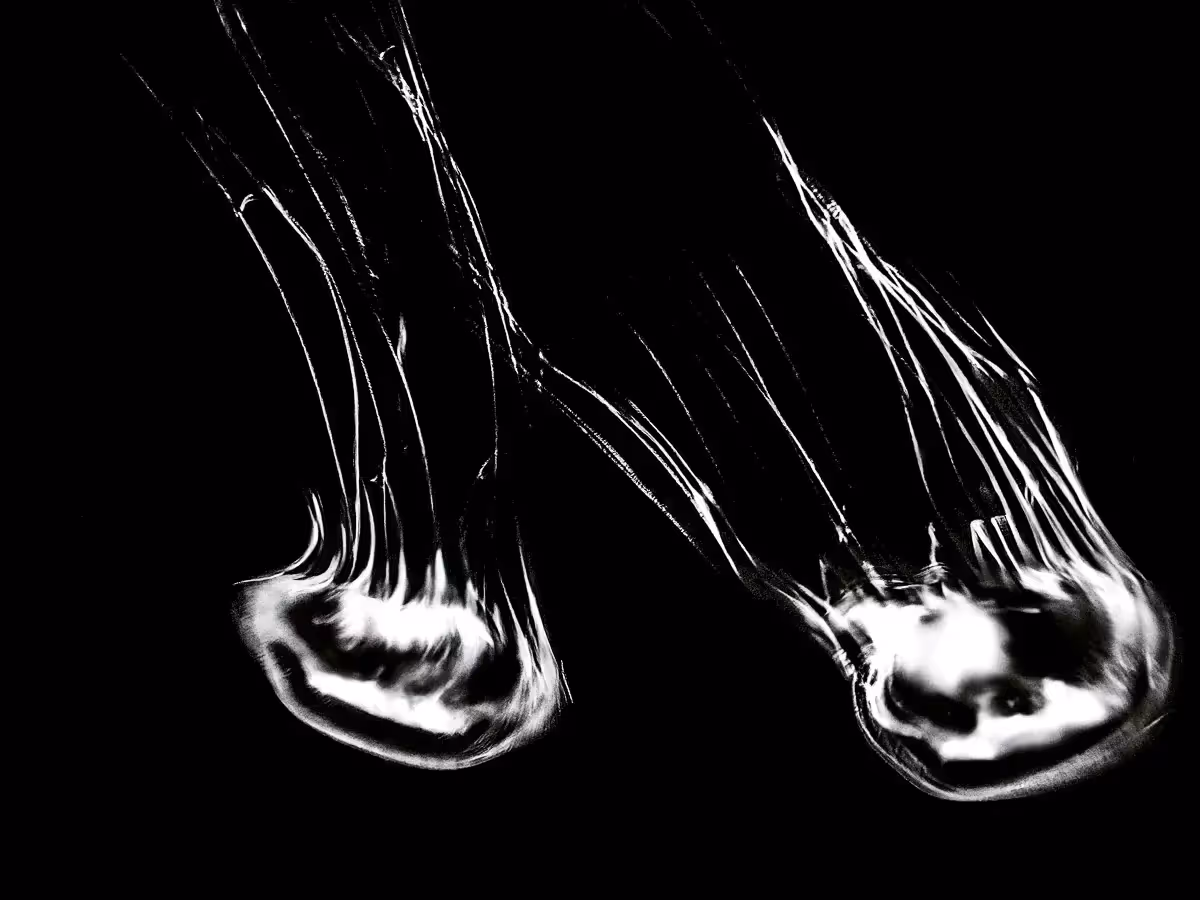 Black and white floating form of a jellyfish creating an abstract shape