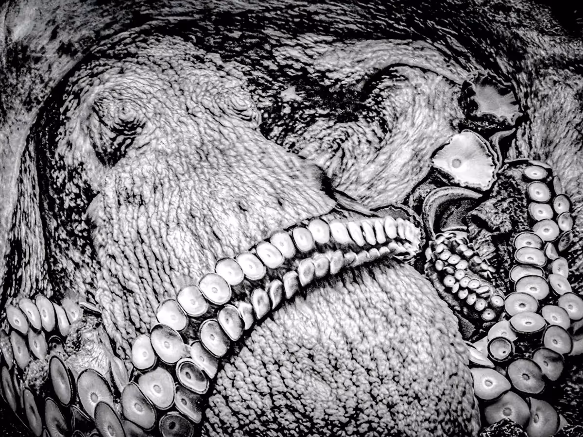 black and white close up of an Octopus