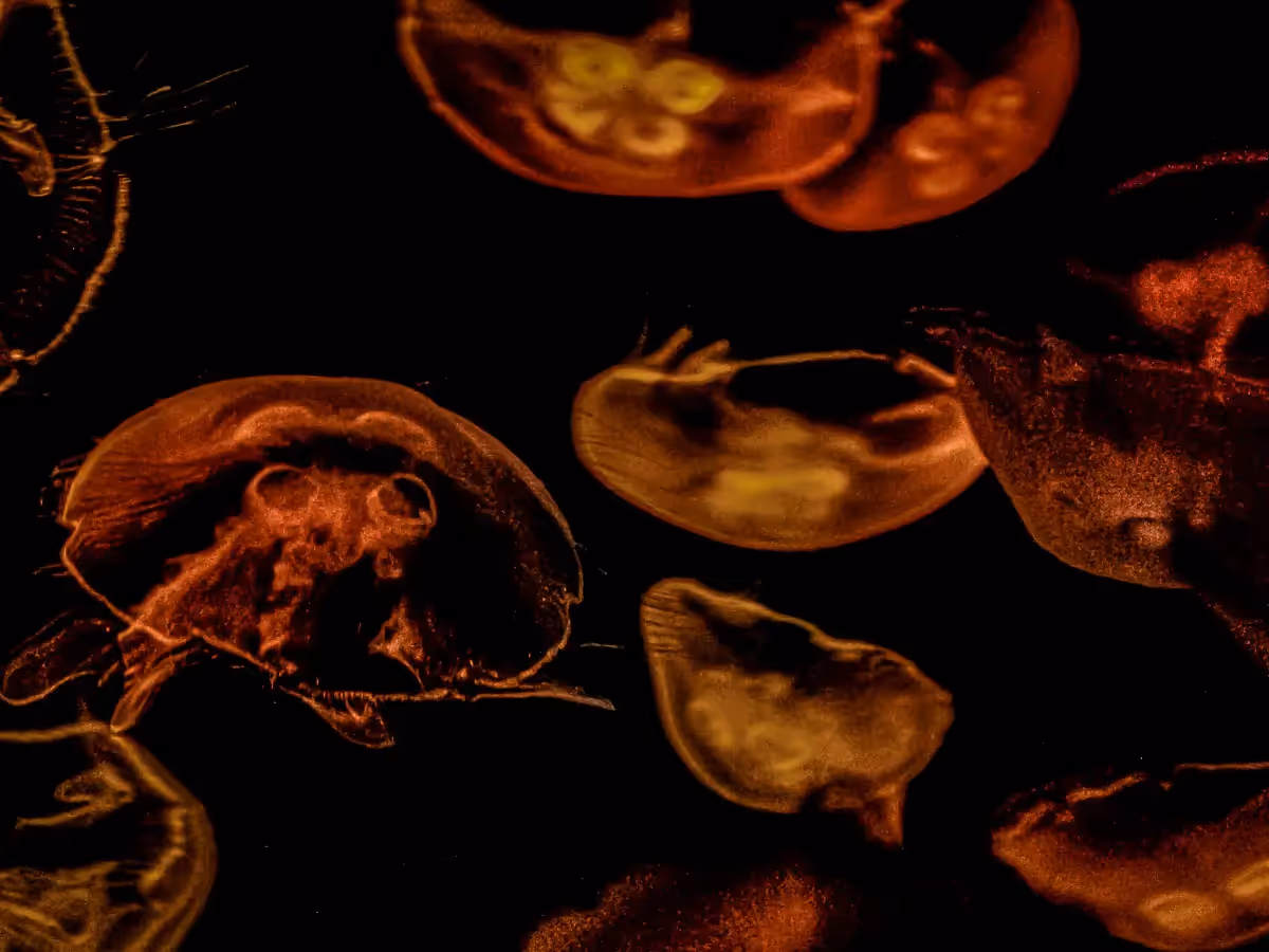 Large group of clear jellyfish with lights making them look neon  orange