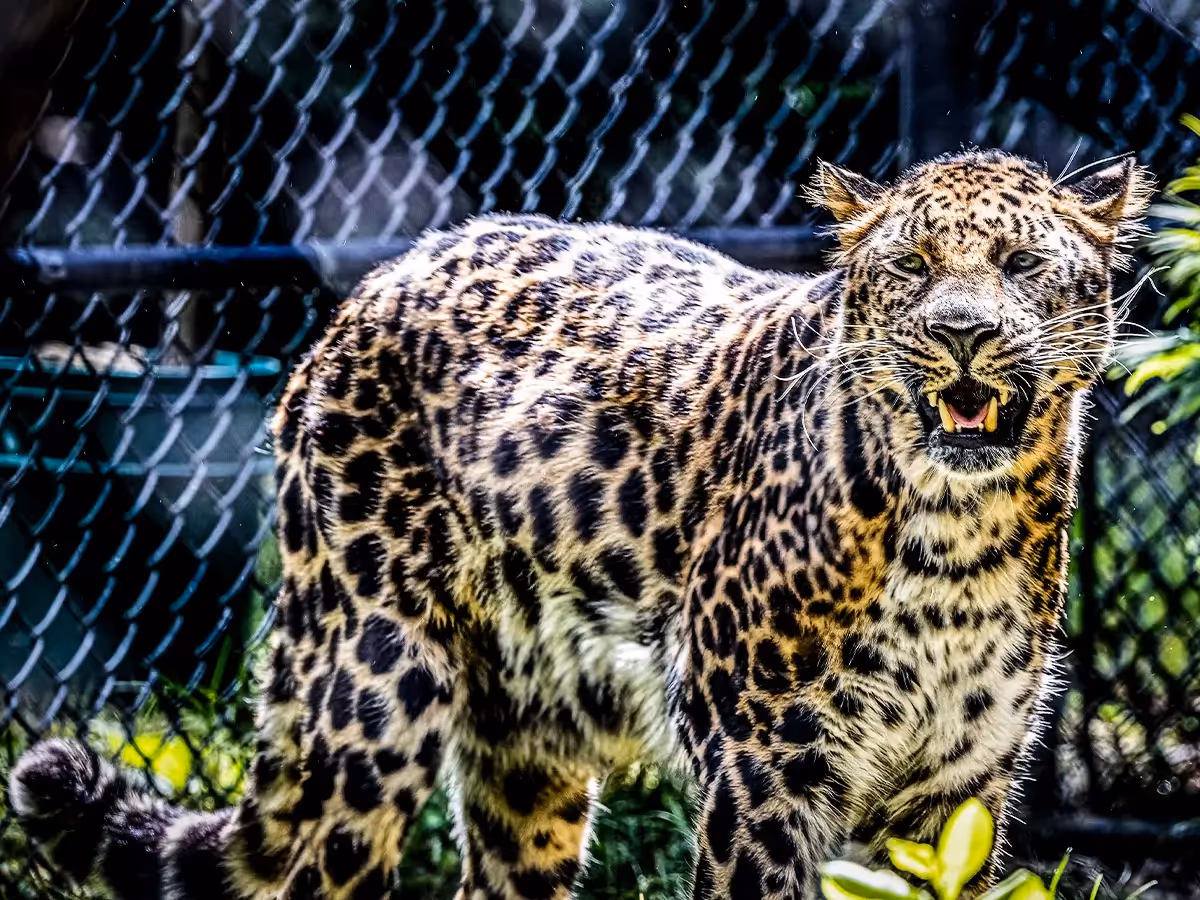 Leopard standing up in a zoo