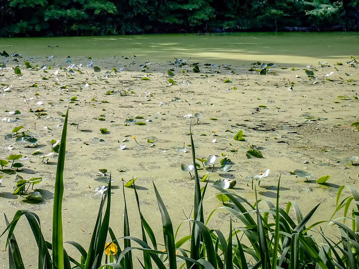 Green, algae covered water with green lily pads sticking up and tall green grass in front