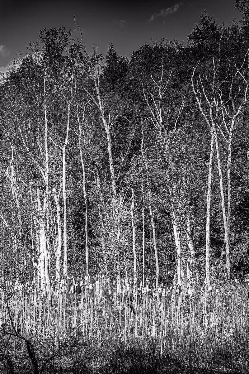 black and white: Tall swamp reeds and tall trees
