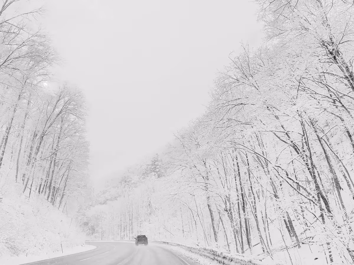 Single car driving down a snow covered road flanked by beautiful snow covered trees in black and white