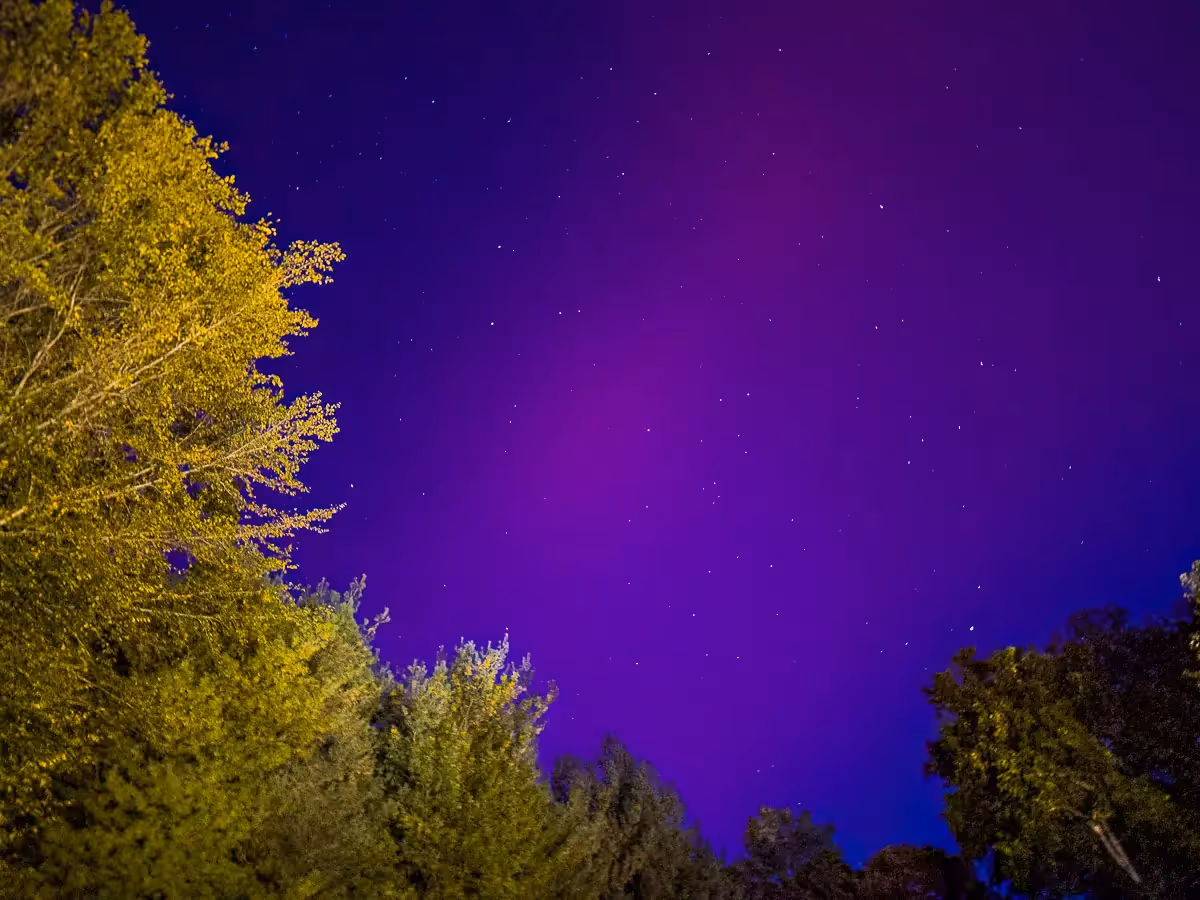 Aurora Borealis bright purple, over trees in  Weston, CT