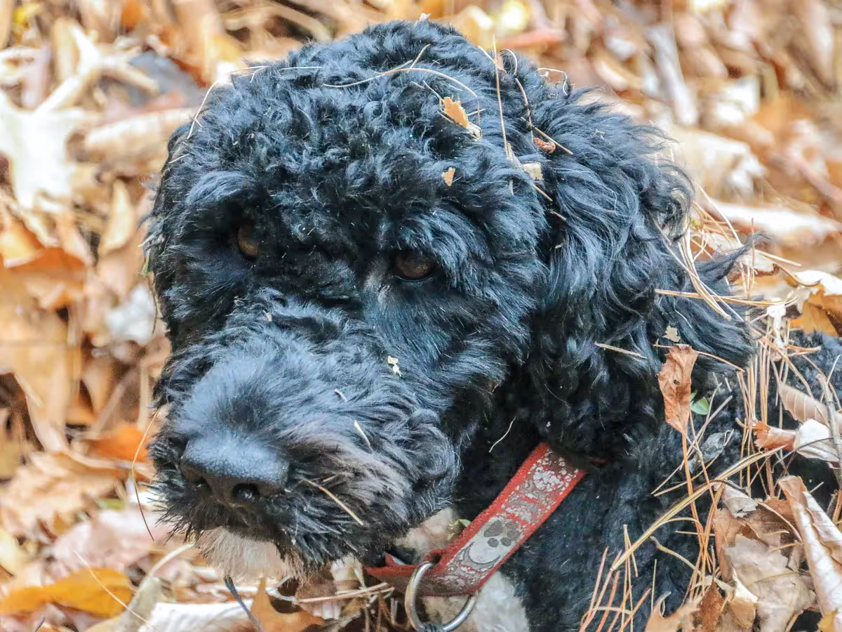 Close up portrait showing the soul of a black Portuguese Water dog