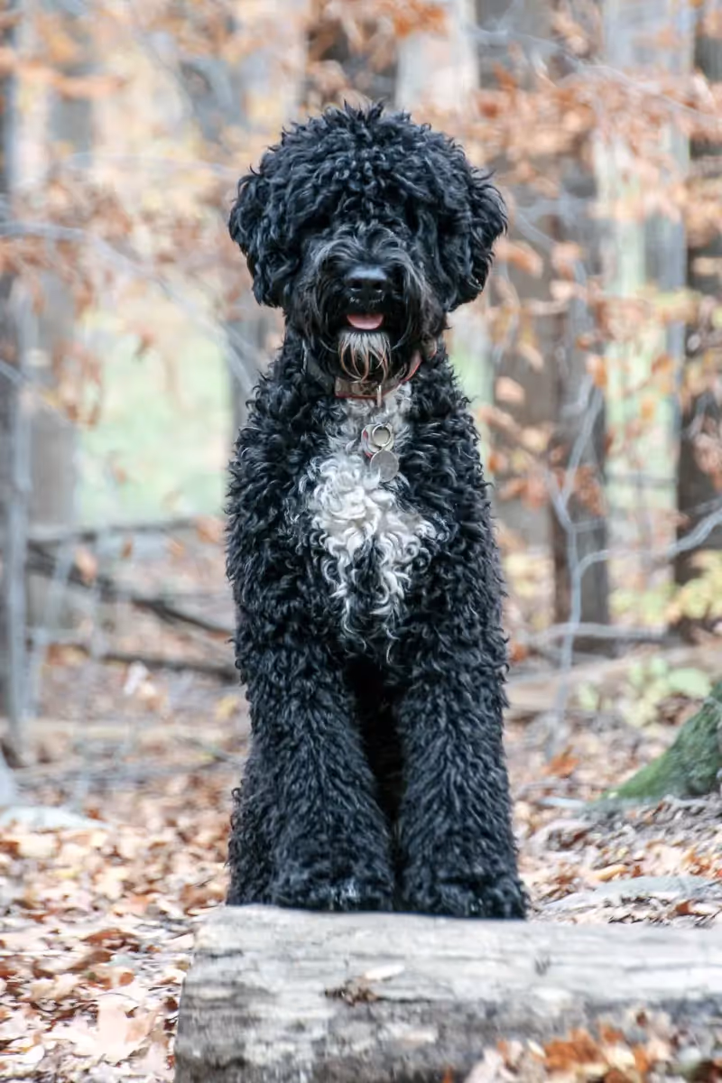 Beautiful Portuguese Water dog, black with white chest, standing tall and proud among fallen leaves in Autumn
