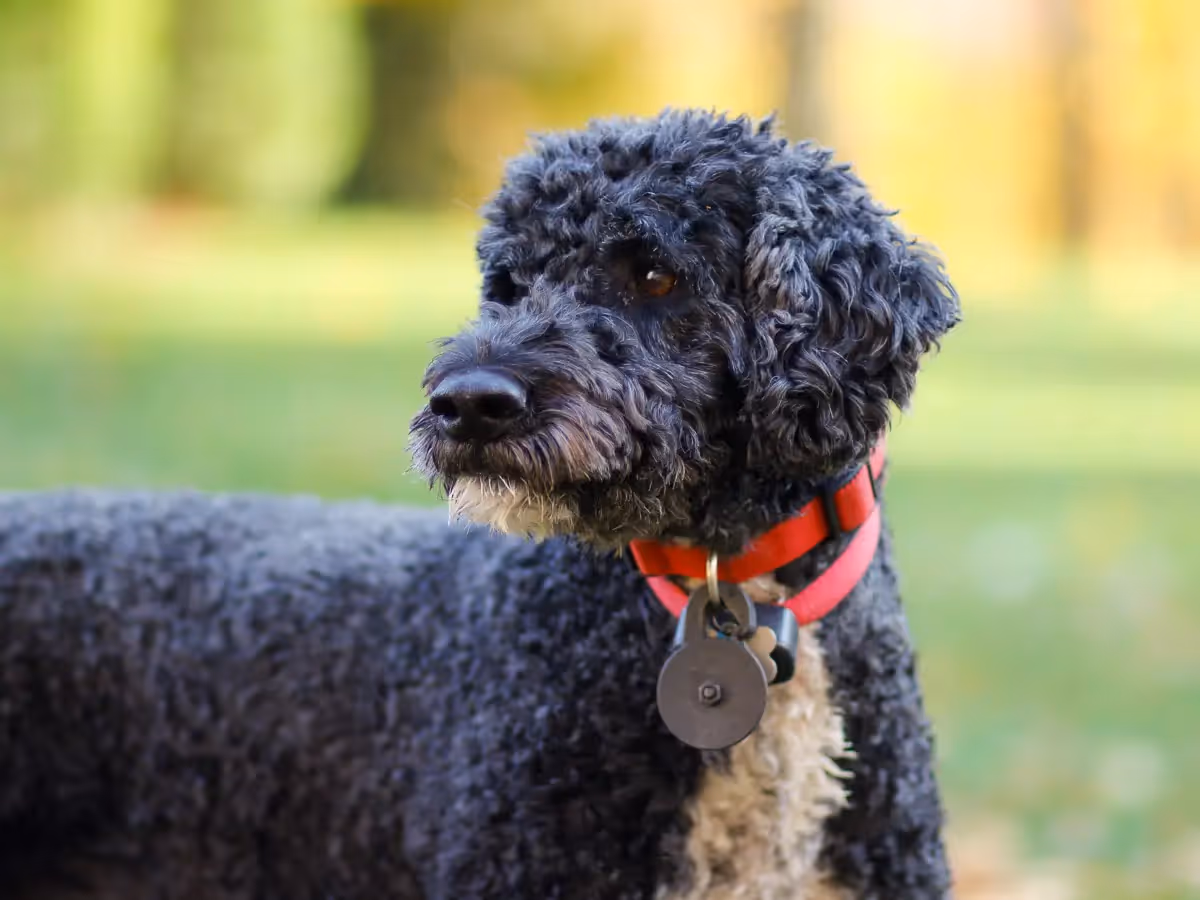 Portuguese Water dog photo, black, white chest, red collar