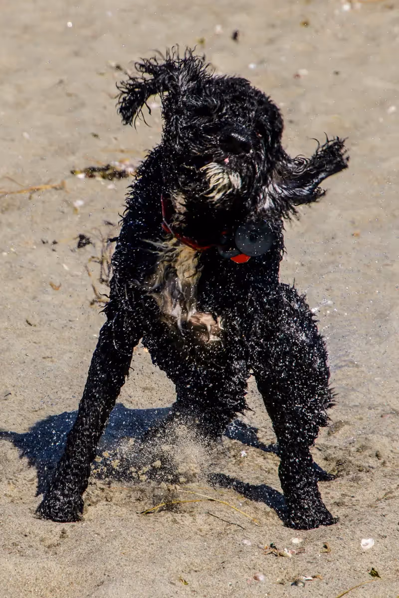 action shot of a black and white Portuguese Water dog at the beach, shaking his head
