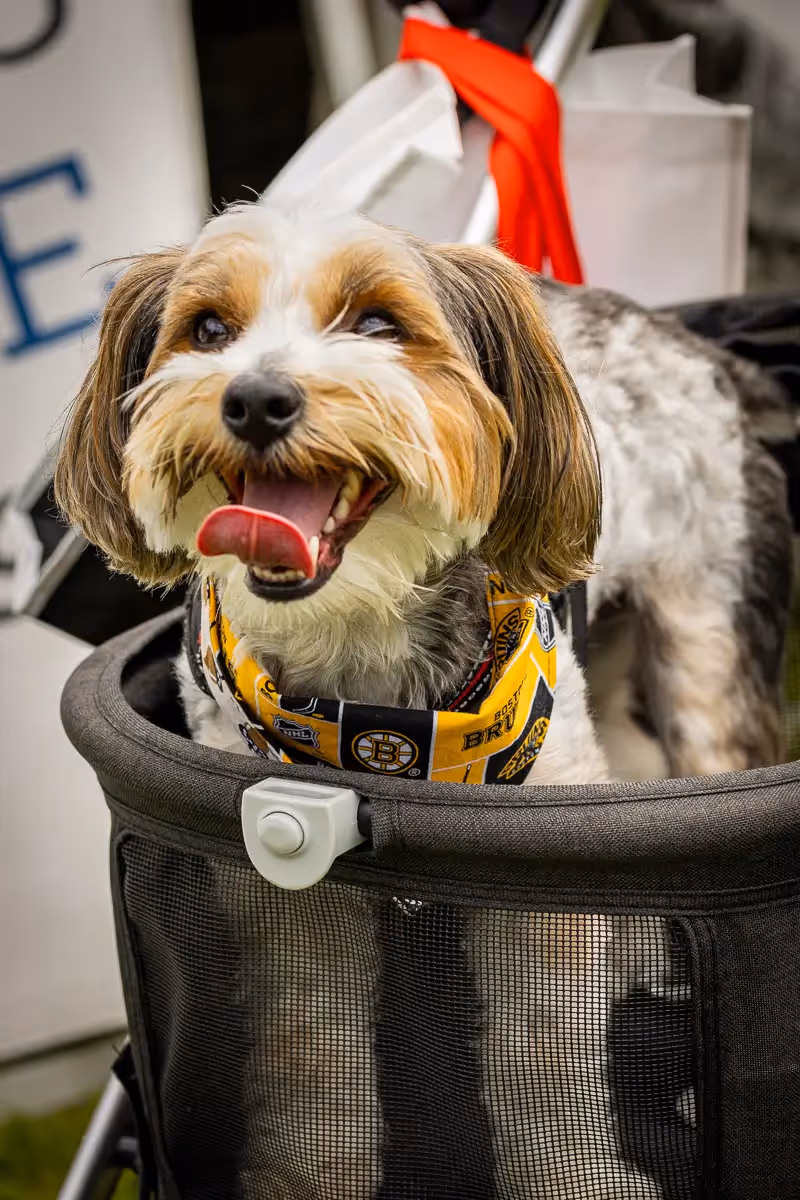 Small, happy dog in a stroller