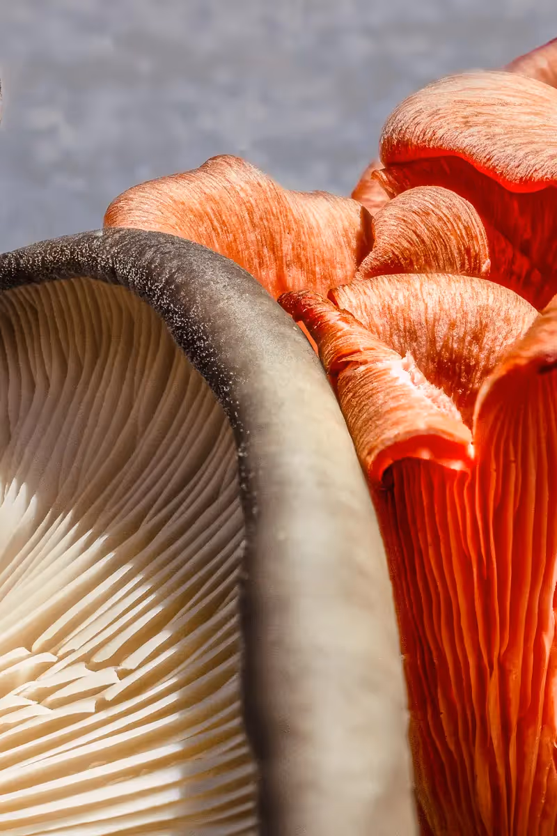 close up, macro shot of different types of mushrooms