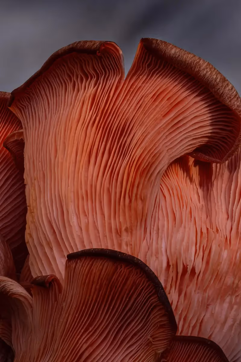 close up, macro shot of red of mushrooms