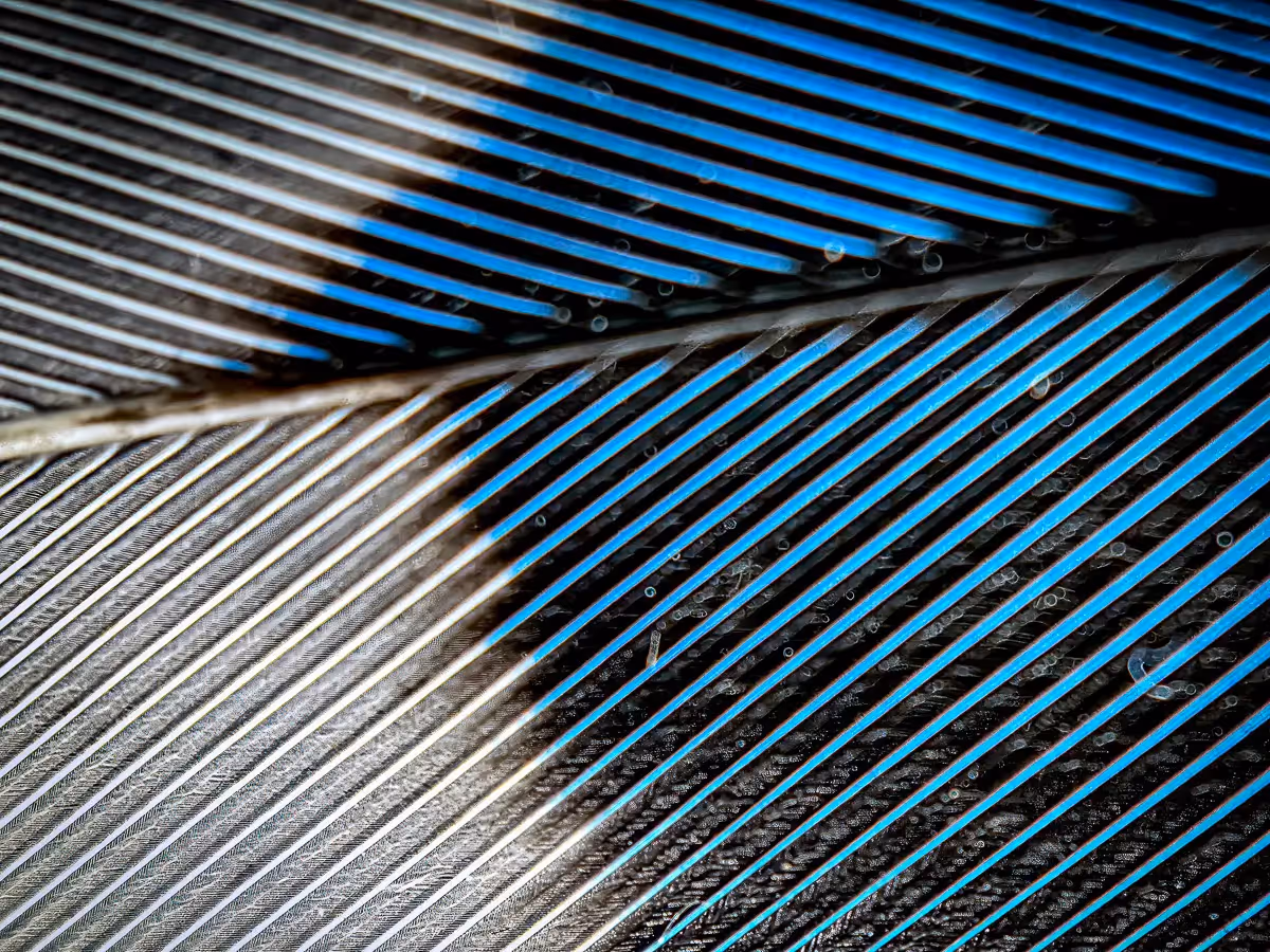 macro of a bird feather in white and blue