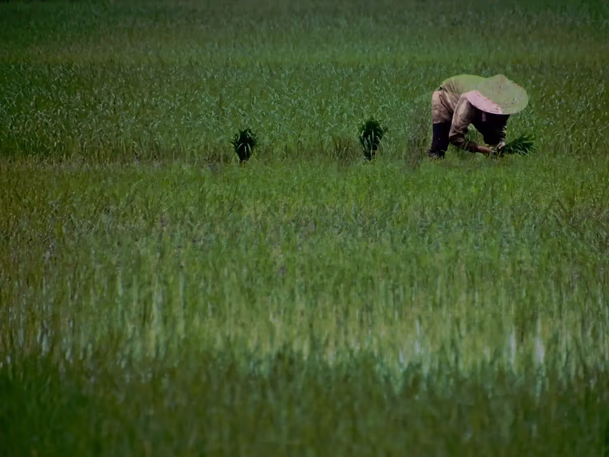 Vietnam: field workers