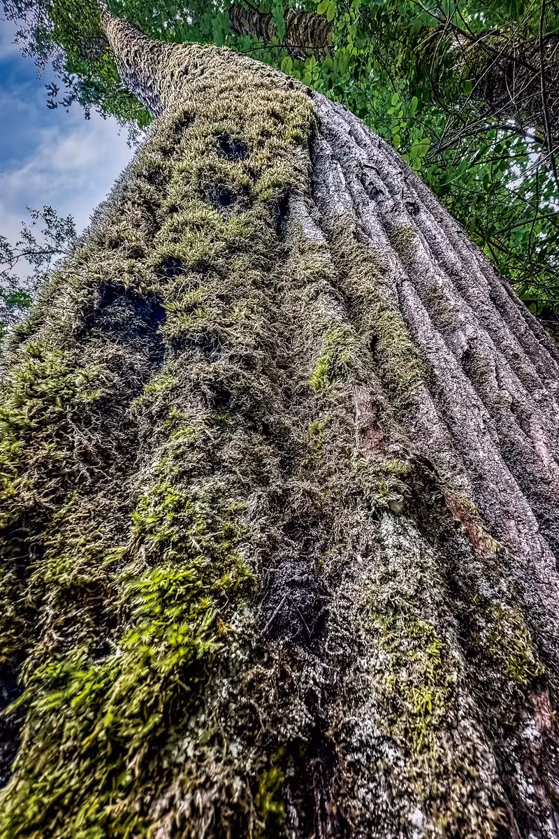 very tall tree made to look taller by photographing looking up
