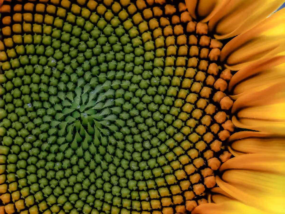 Macro show of the middle of a Sunflower showing the Fibonacci pattern