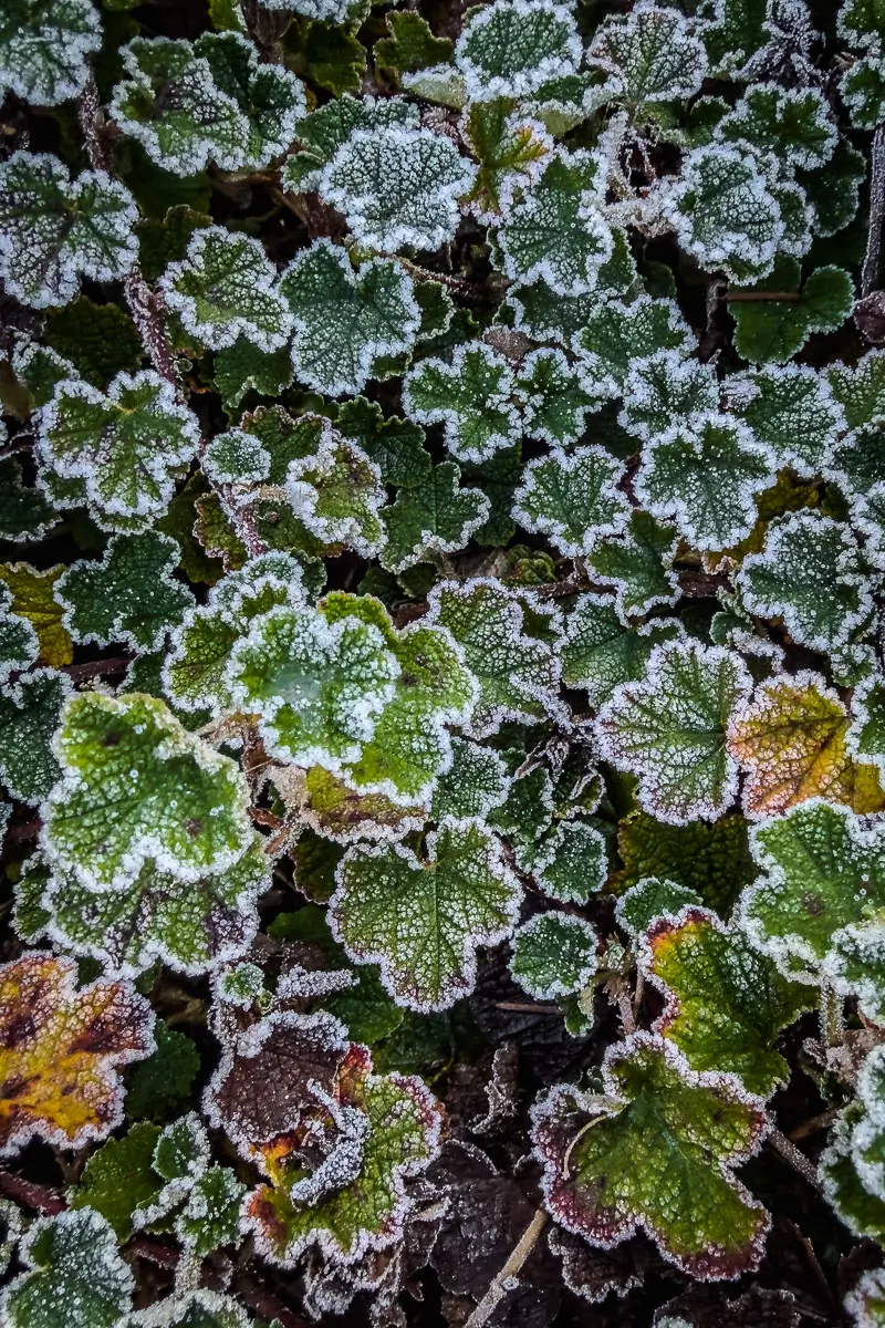 Frost lined leaves