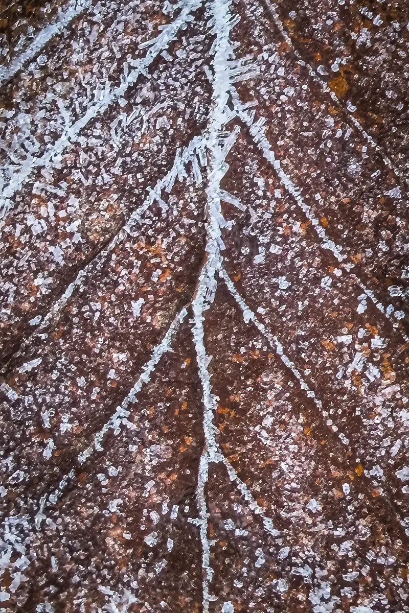 Macro shot of leaf with frost lining veins